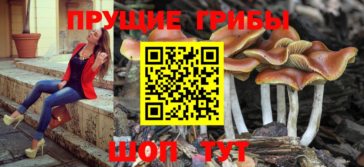 Псилоцибиновые грибы прущие грибы Вятские Поляны